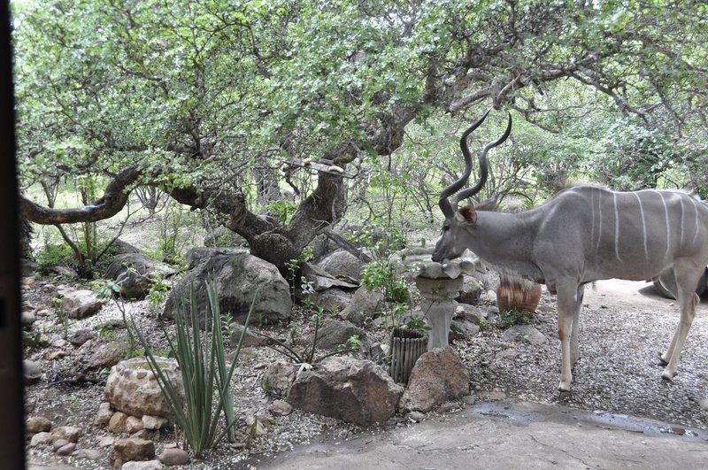 Milkwood Marloth Park Mpumalanga South Africa Unsaturated, Animal