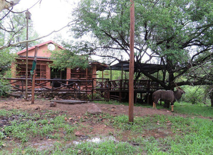 Milkwood Marloth Park Mpumalanga South Africa Elephant, Mammal, Animal, Herbivore