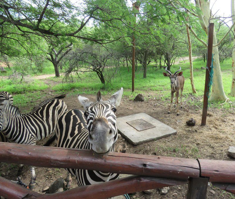 Milkwood Marloth Park Mpumalanga South Africa Zebra, Mammal, Animal, Herbivore