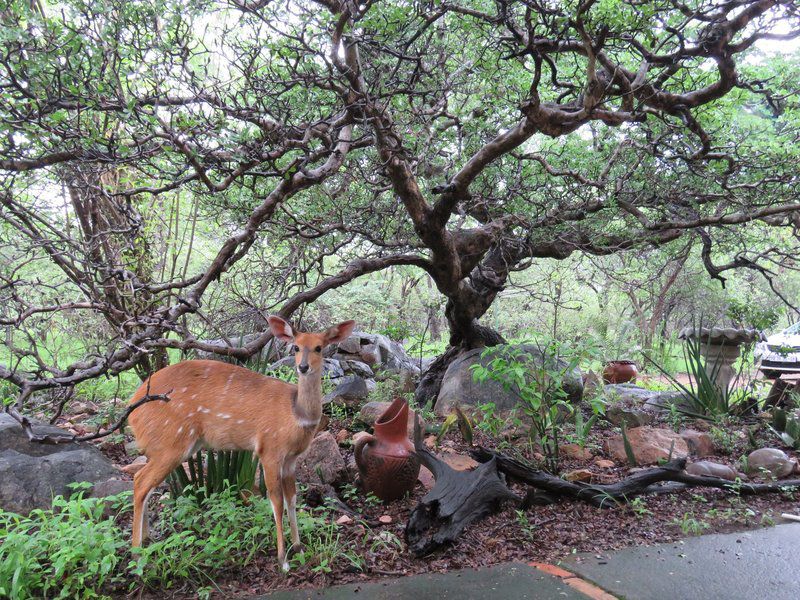 Milkwood Marloth Park Mpumalanga South Africa Deer, Mammal, Animal, Herbivore, Tree, Plant, Nature, Wood