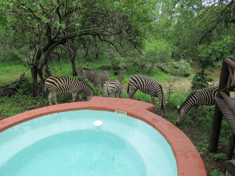 Milkwood Marloth Park Mpumalanga South Africa Complementary Colors, Zebra, Mammal, Animal, Herbivore