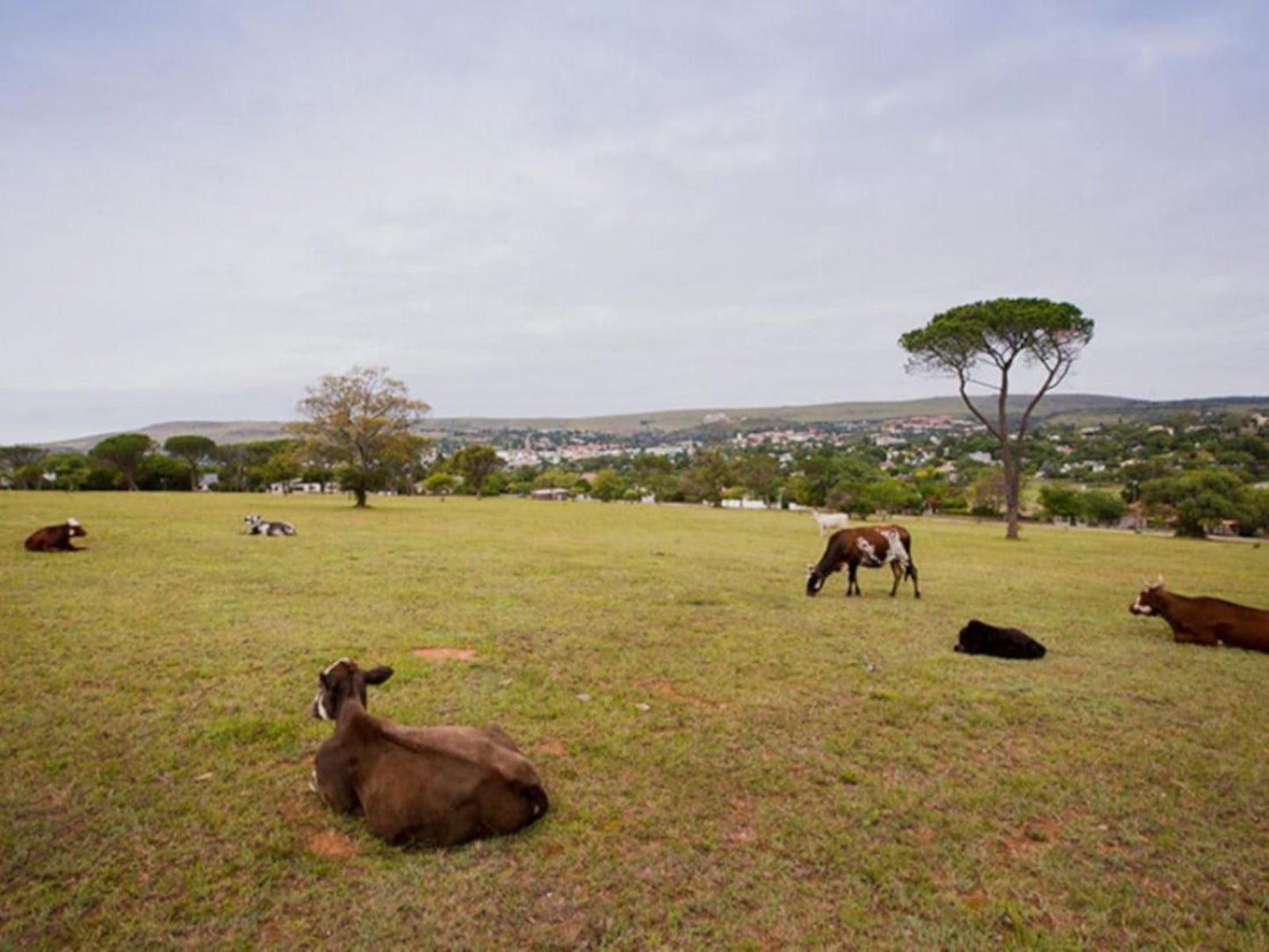 Mimosa Grahamstown Eastern Cape South Africa Animal