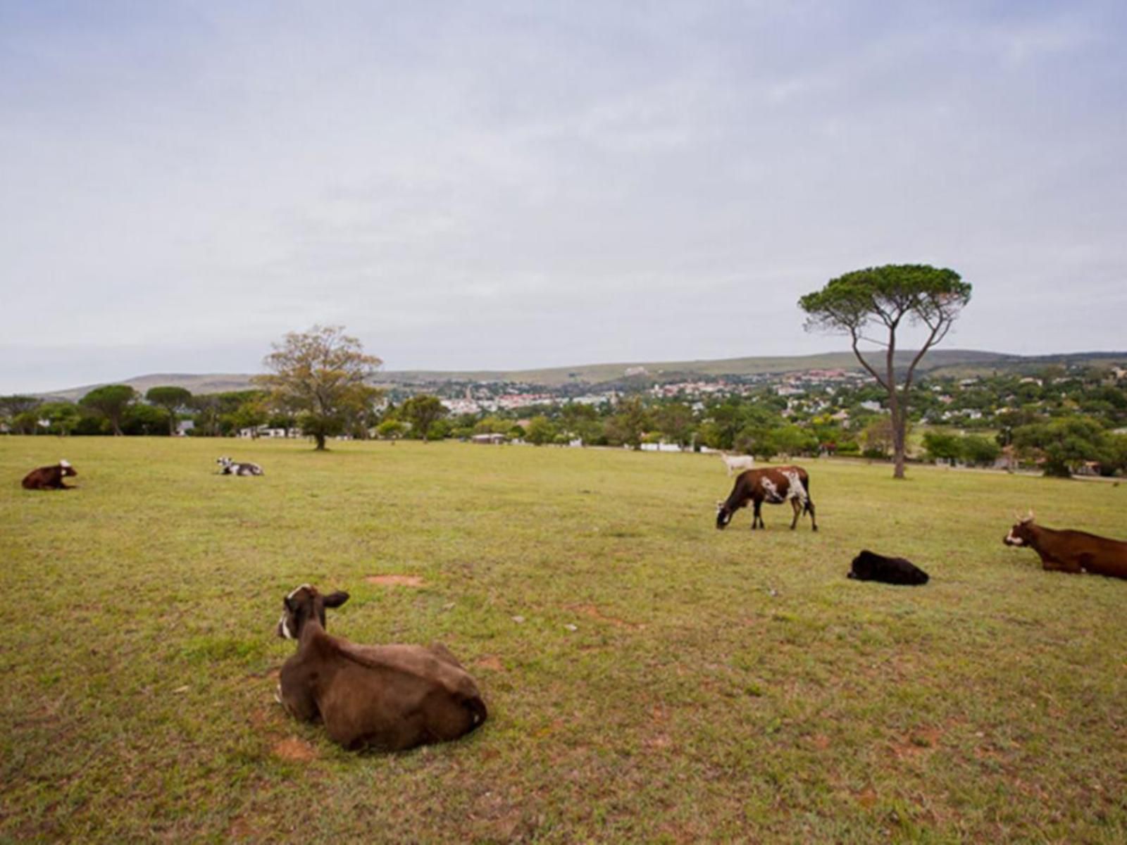 Mimosa Grahamstown Eastern Cape South Africa Animal