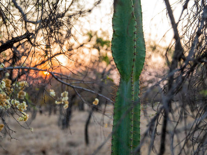 Minara Private Boutique Game Lodge, Cactus, Plant, Nature