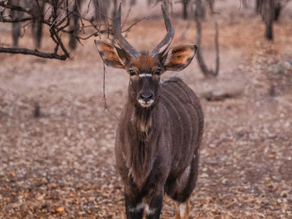 Minara Private Boutique Game Lodge, Deer, Mammal, Animal, Herbivore