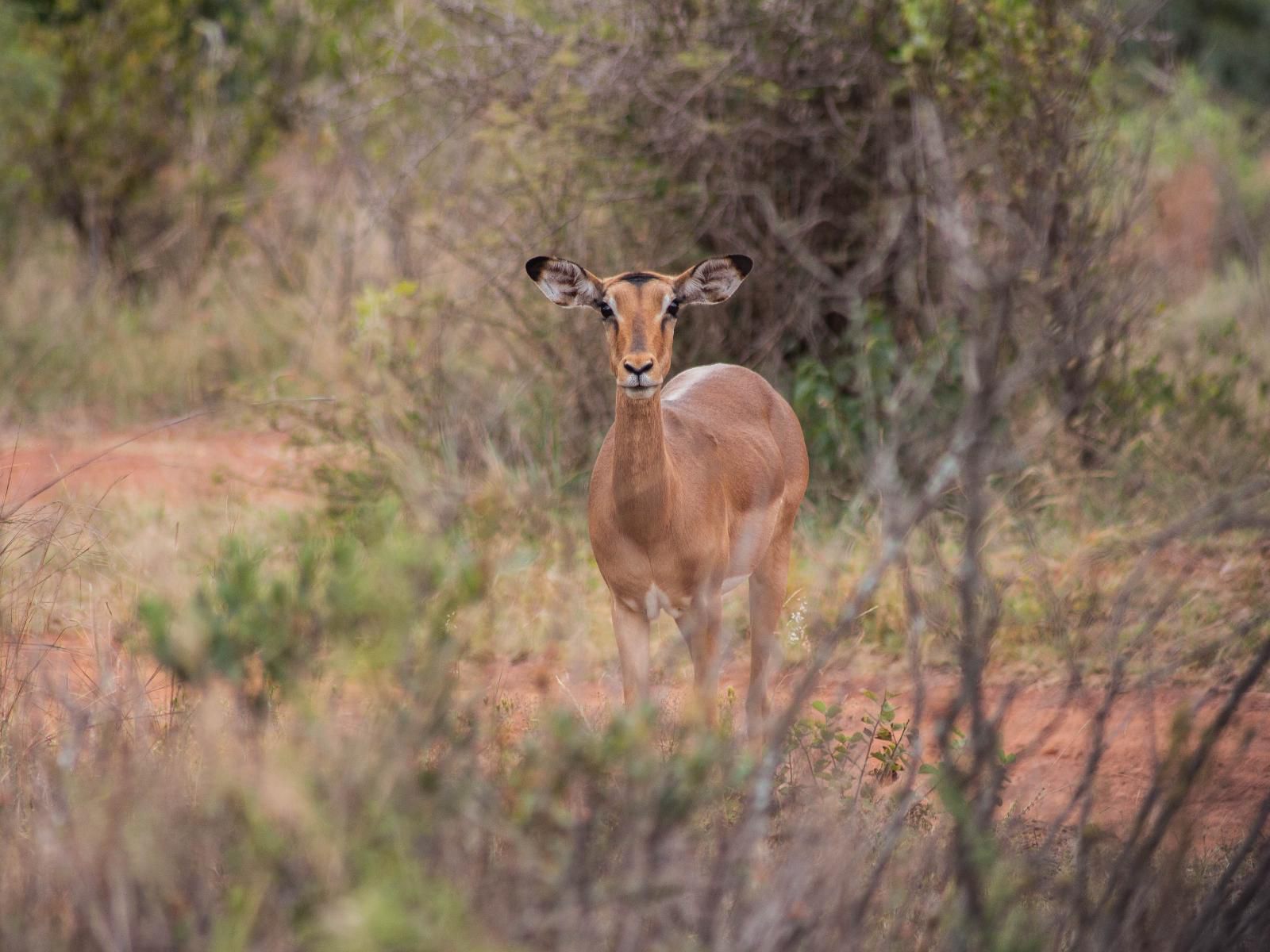 Minara Private Boutique Game Lodge, Deer, Mammal, Animal, Herbivore