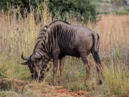 Minara Private Boutique Game Lodge, Gnu, Mammal, Animal, Herbivore