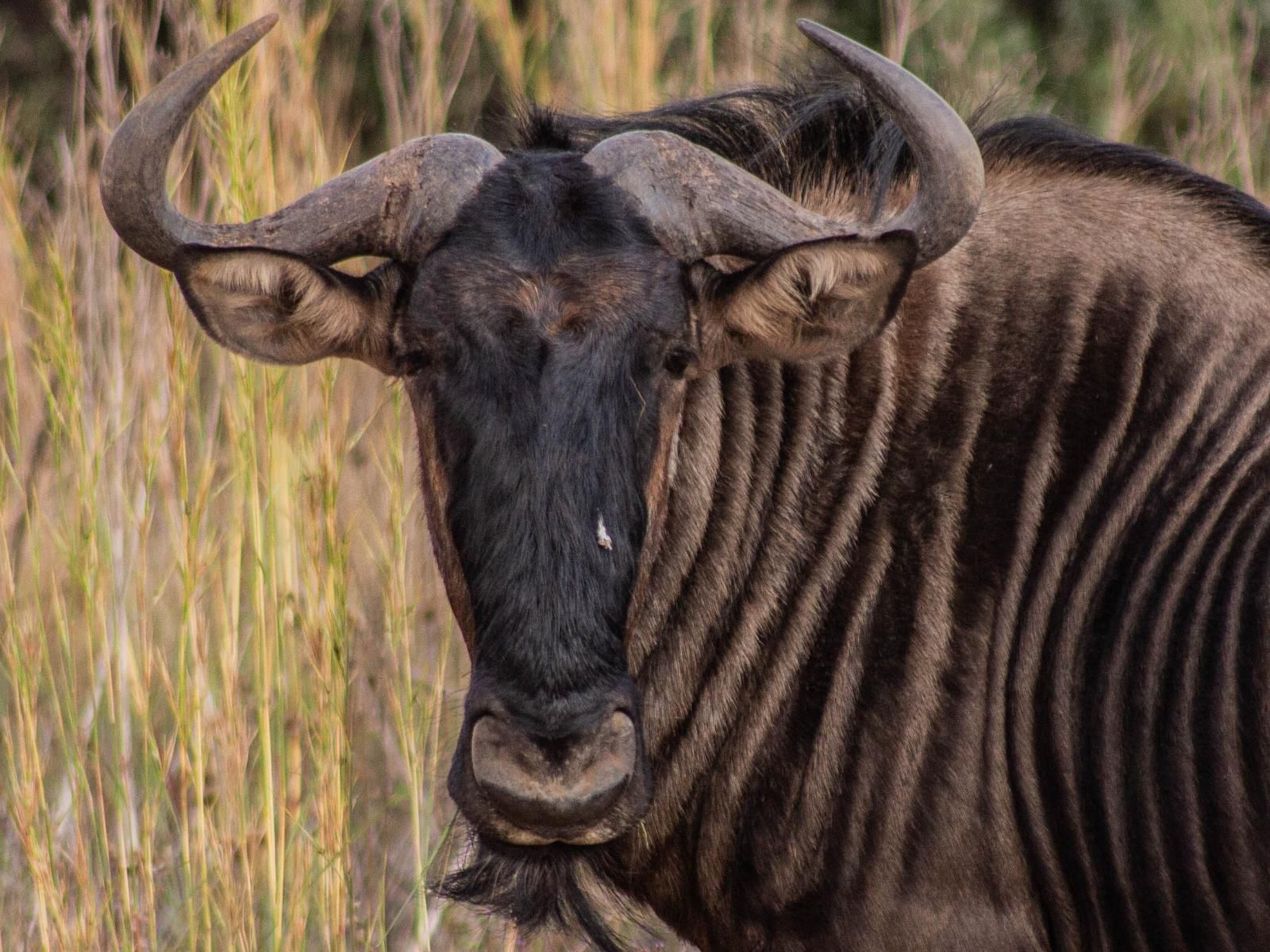 Minara Private Boutique Game Lodge, Water Buffalo, Mammal, Animal, Herbivore