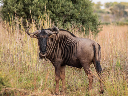 Minara Private Boutique Game Lodge, Gnu, Mammal, Animal, Herbivore