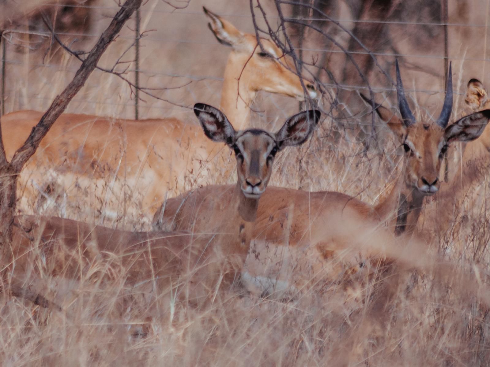 Minara Private Boutique Game Lodge, Deer, Mammal, Animal, Herbivore