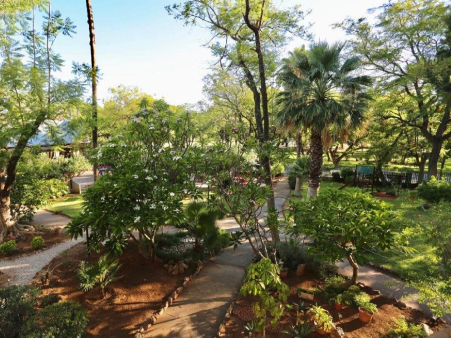 Minen Hotel, Palm Tree, Plant, Nature, Wood, Garden