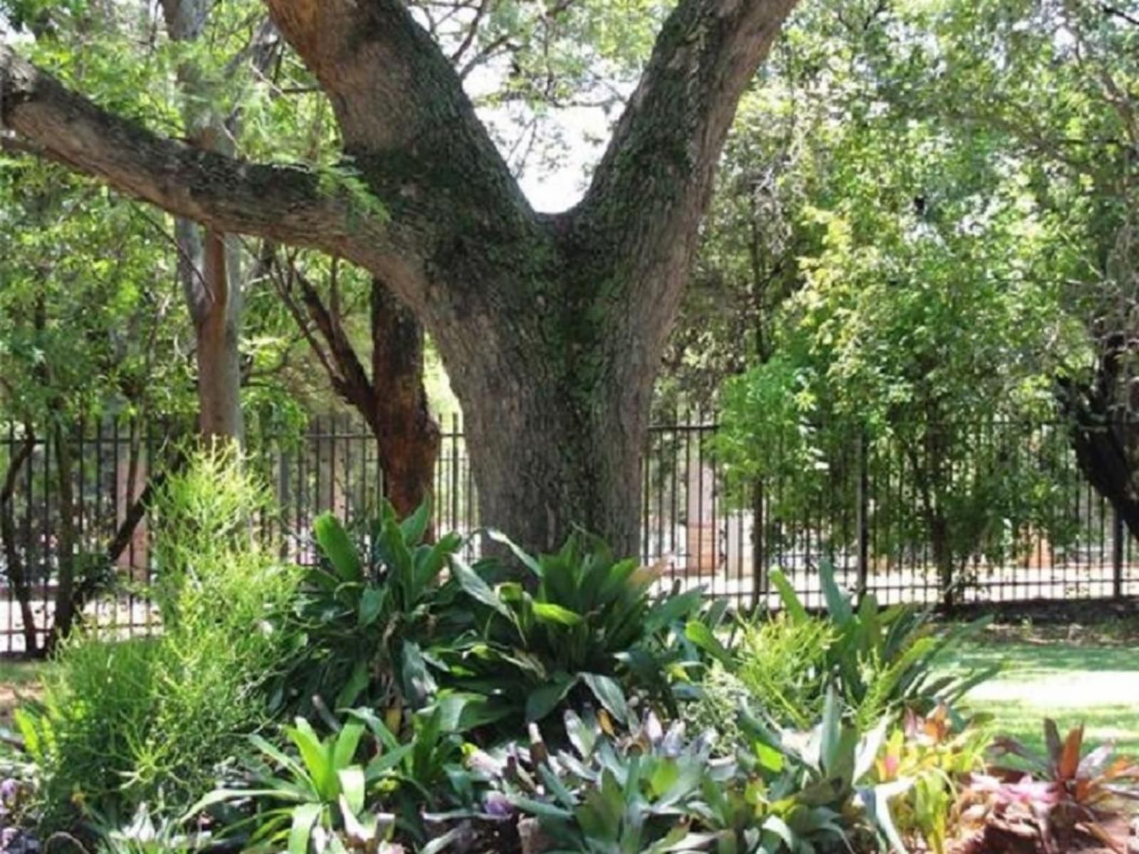 Mirisa S Guest House Florauna Pretoria Tshwane Gauteng South Africa Plant, Nature, Tree, Wood, Garden