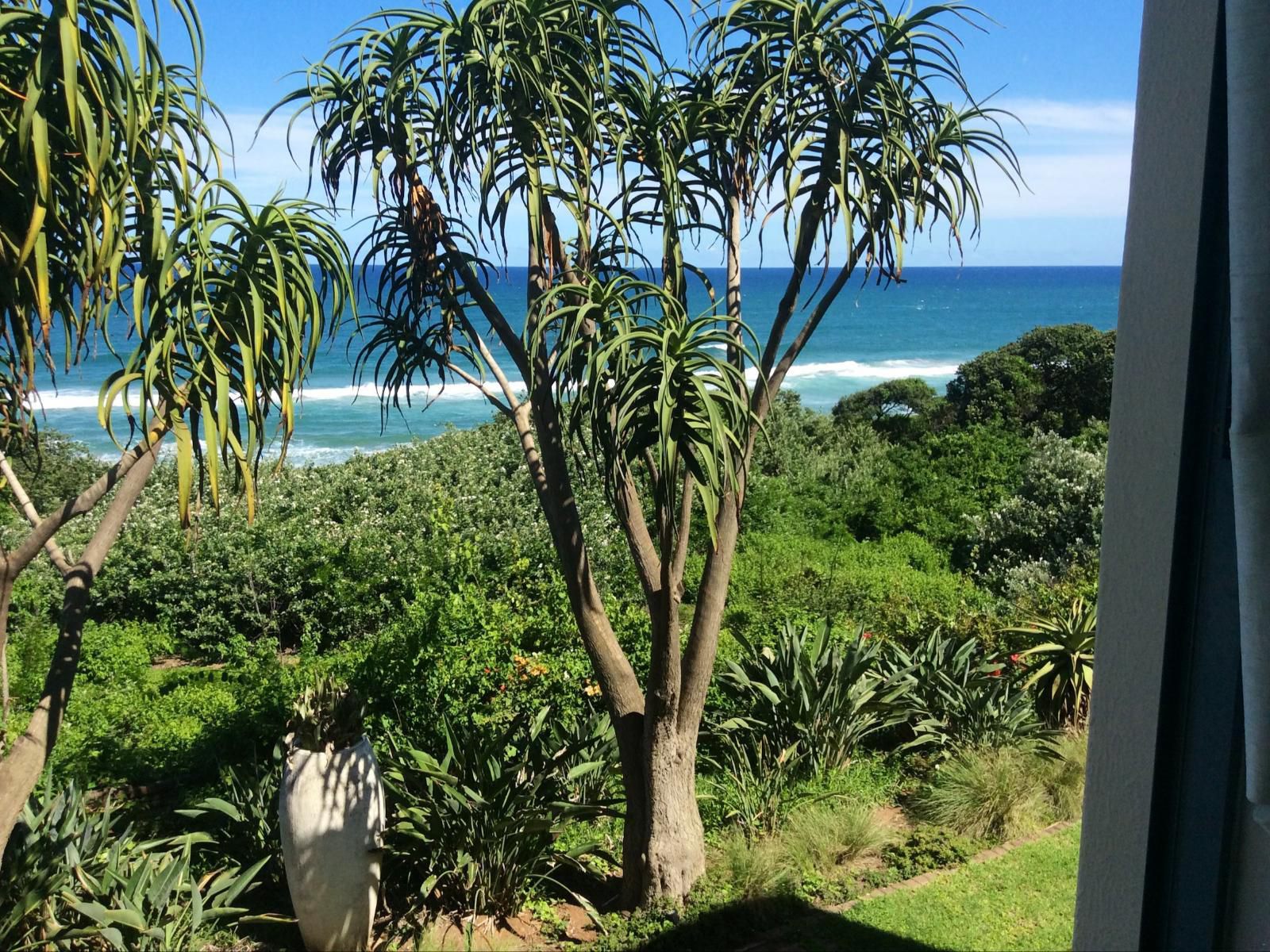 Misty Blue Bed And Breakfast Ocean View Durban Durban Kwazulu Natal South Africa Beach, Nature, Sand, Palm Tree, Plant, Wood, Garden