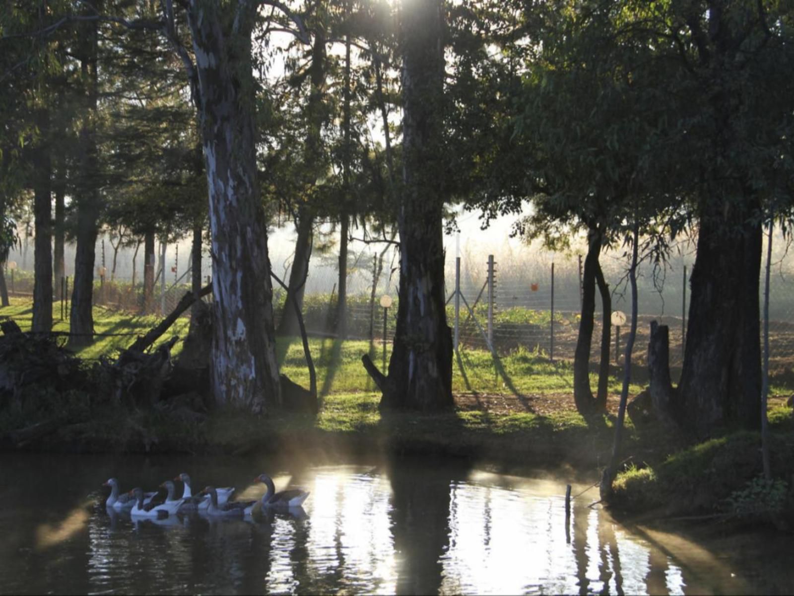 Misty Meadows Rayton Gauteng Gauteng South Africa Unsaturated, Forest, Nature, Plant, Tree, Wood, Lake, Waters, River