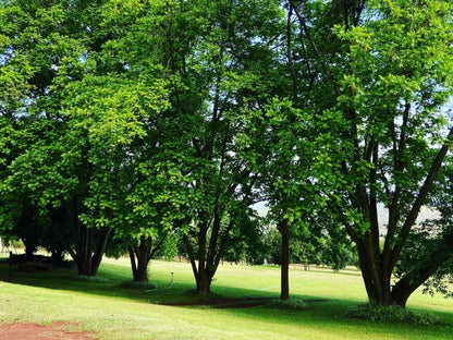 La Luna Misty Mountains Guesthouse Makhado Louis Trichardt Limpopo Province South Africa Forest, Nature, Plant, Tree, Wood