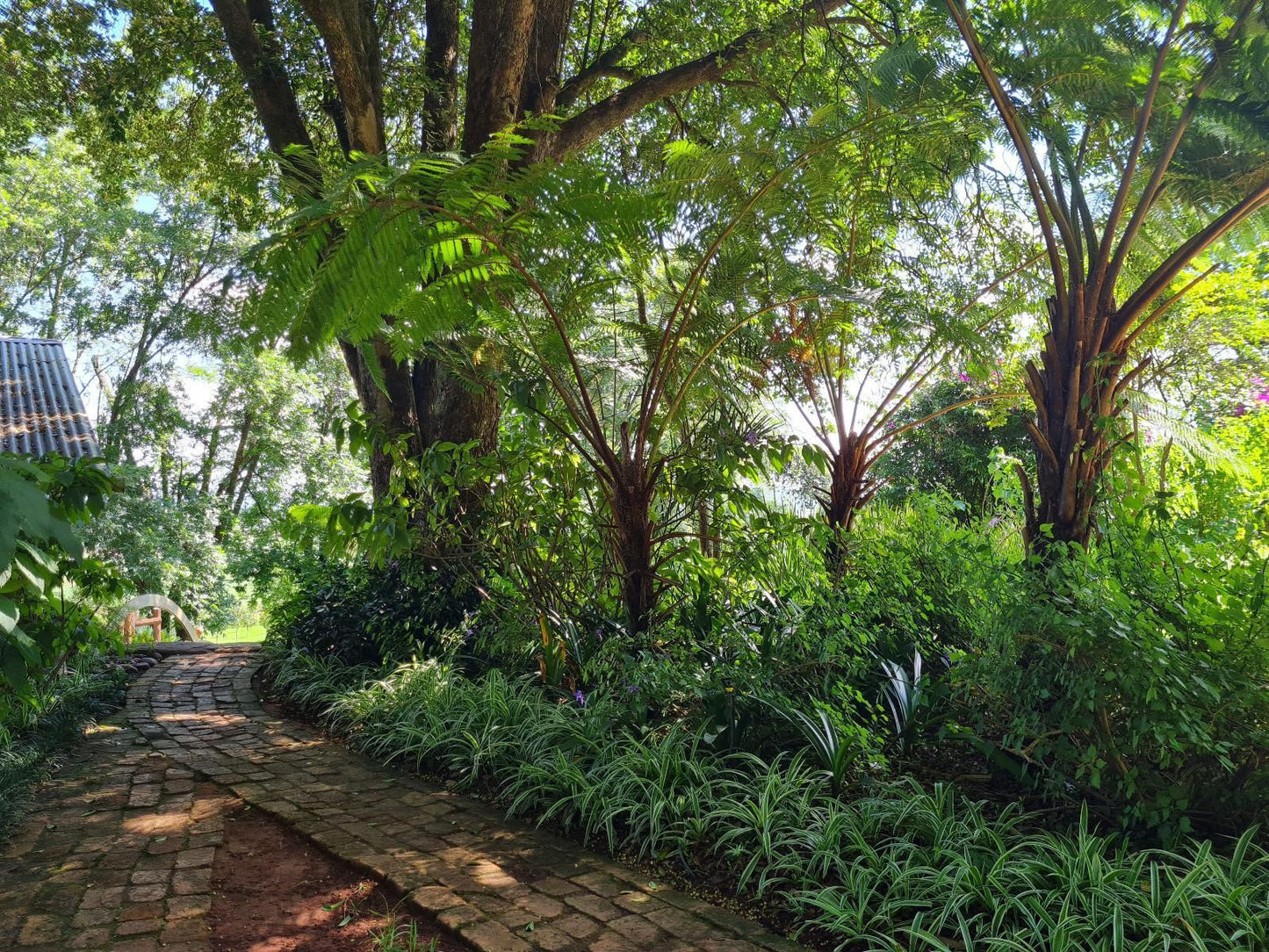 La Luna Misty Mountains Guesthouse Makhado Louis Trichardt Limpopo Province South Africa Forest, Nature, Plant, Tree, Wood, Garden