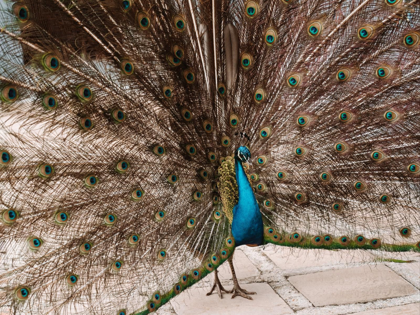 Misty Mountain Reserve Stormsriver Village Eastern Cape South Africa Peafowl, Bird, Animal