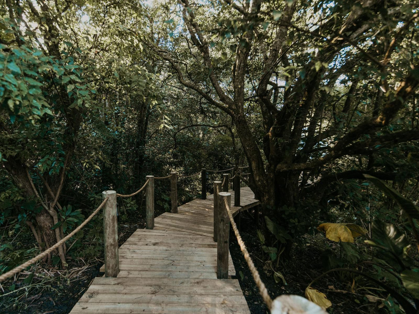 Misty Mountain Reserve Stormsriver Village Eastern Cape South Africa Forest, Nature, Plant, Tree, Wood