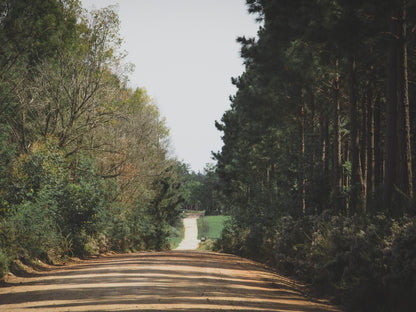 Misty Mountain Reserve Stormsriver Village Eastern Cape South Africa Forest, Nature, Plant, Tree, Wood, Street