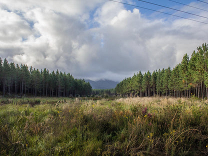 Misty Mountain Reserve Stormsriver Village Eastern Cape South Africa Forest, Nature, Plant, Tree, Wood