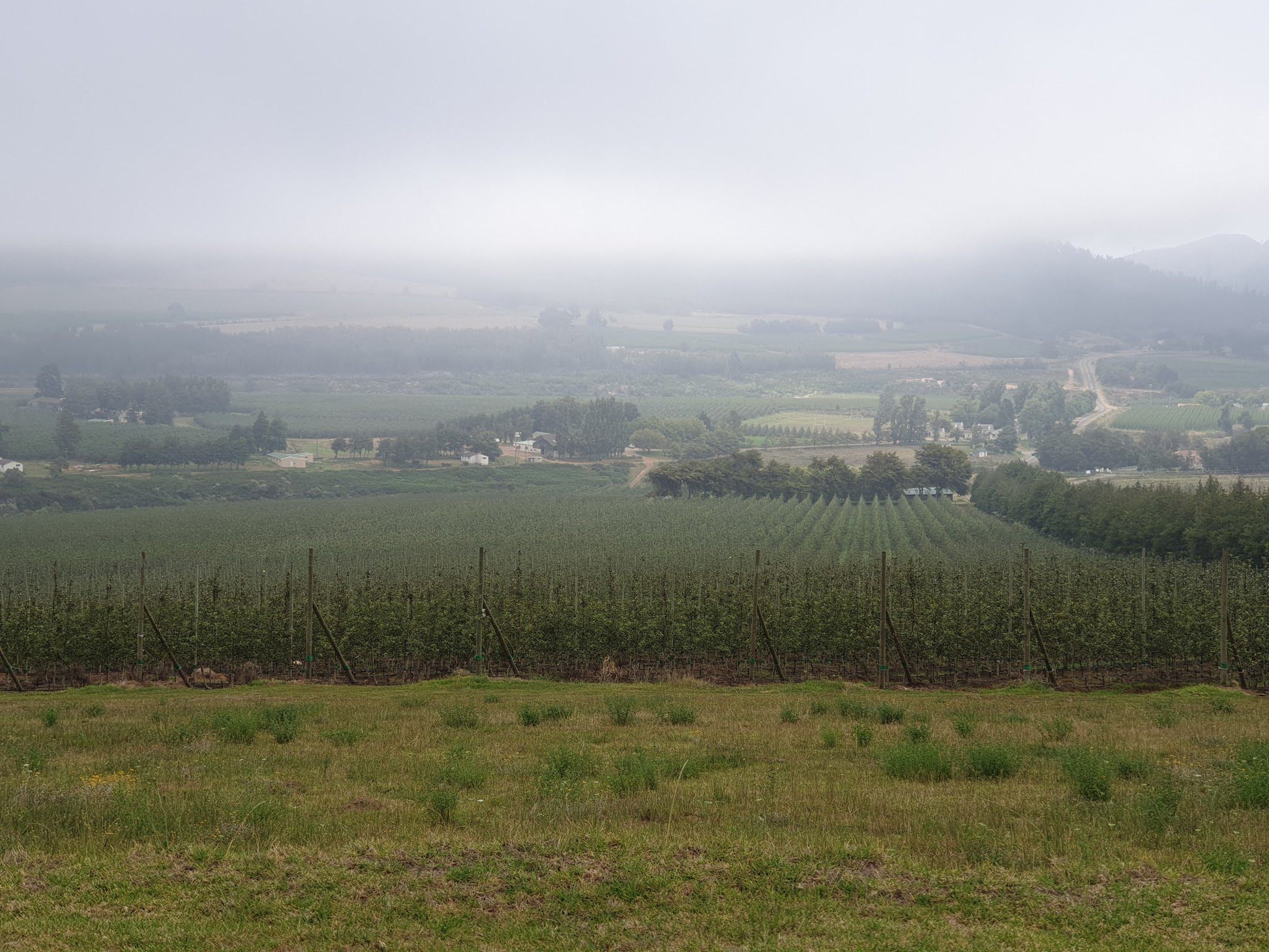 Misty Orchards Outeniqua Nature Reserve Western Cape South Africa Field, Nature, Agriculture, Tree, Plant, Wood, Highland