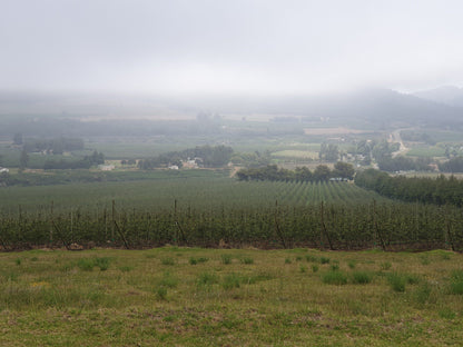 Misty Orchards Outeniqua Nature Reserve Western Cape South Africa Field, Nature, Agriculture, Tree, Plant, Wood, Highland