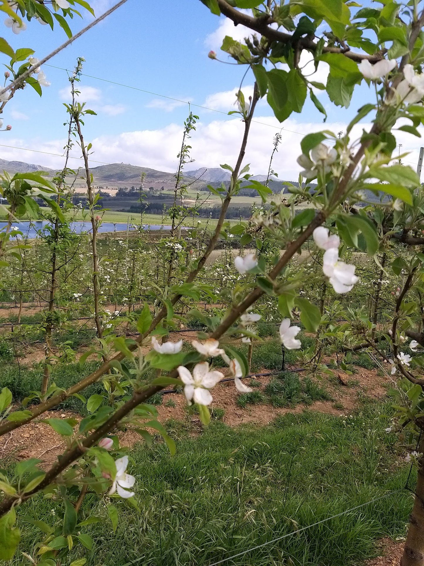 Misty Orchards Outeniqua Nature Reserve Western Cape South Africa Blossom, Plant, Nature, Flower