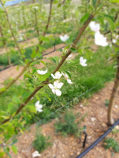 Misty Orchards Outeniqua Nature Reserve Western Cape South Africa Blossom, Plant, Nature, Flower