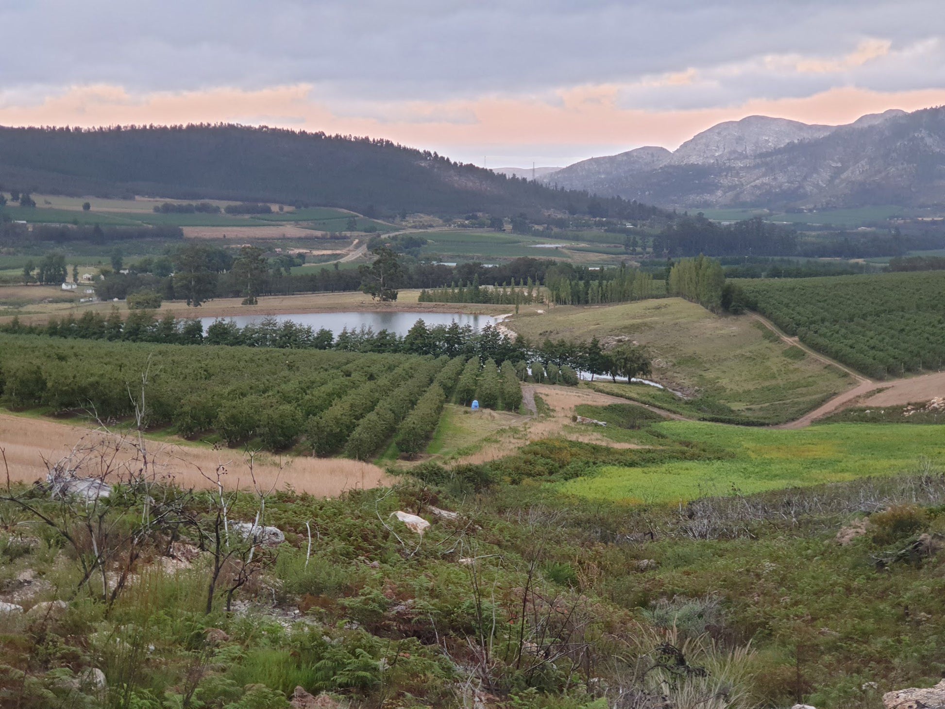 Misty Orchards Outeniqua Nature Reserve Western Cape South Africa Field, Nature, Agriculture, Mountain, Highland