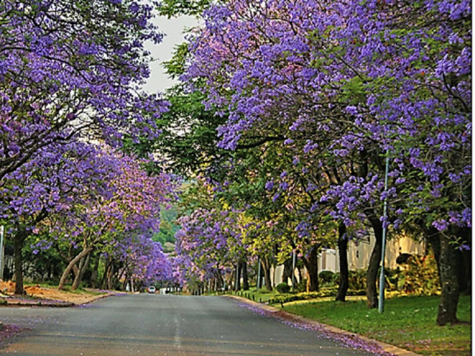 Mizizi House Of Sandton Bed And Breakfast Parkmore Johannesburg Gauteng South Africa Complementary Colors, Blossom, Plant, Nature, Street