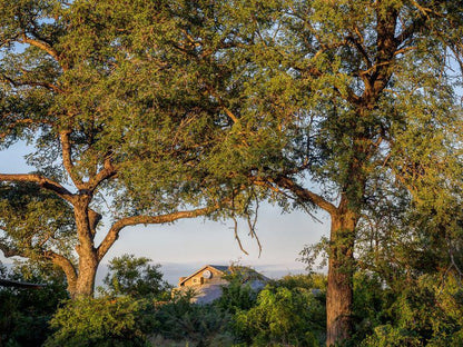 Mjejane Bush Camp By Dream Resorts Mjejane Private Game Reserve Mpumalanga South Africa Tree, Plant, Nature, Wood