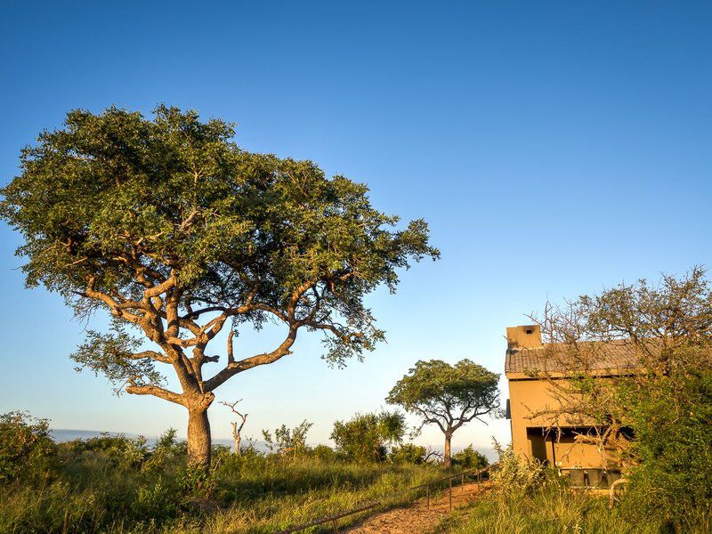 Mjejane Bush Camp By Dream Resorts Mjejane Private Game Reserve Mpumalanga South Africa Complementary Colors, Tree, Plant, Nature, Wood