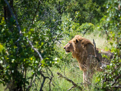 Mjejane Bush Camp By Dream Resorts Mjejane Private Game Reserve Mpumalanga South Africa Lion, Mammal, Animal, Big Cat, Predator