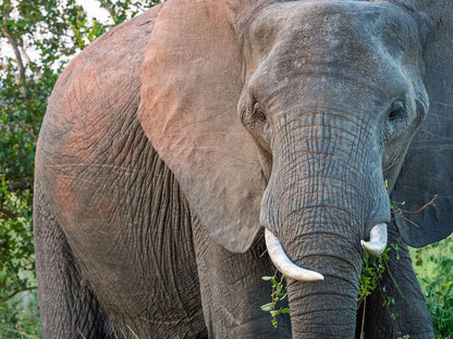 Mjejane Bush Camp By Dream Resorts Mjejane Private Game Reserve Mpumalanga South Africa Elephant, Mammal, Animal, Herbivore