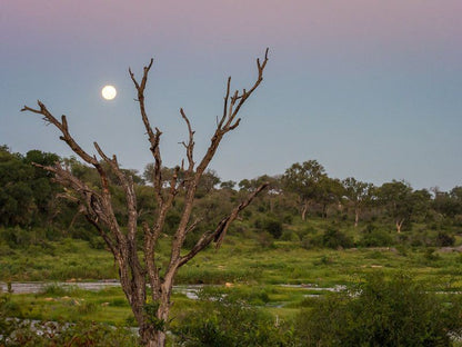 Mjejane Bush Camp By Dream Resorts Mjejane Private Game Reserve Mpumalanga South Africa Tree, Plant, Nature, Wood, Moon