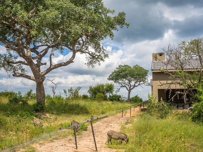 Mjejane Bush Camp By Dream Resorts Mjejane Private Game Reserve Mpumalanga South Africa Animal