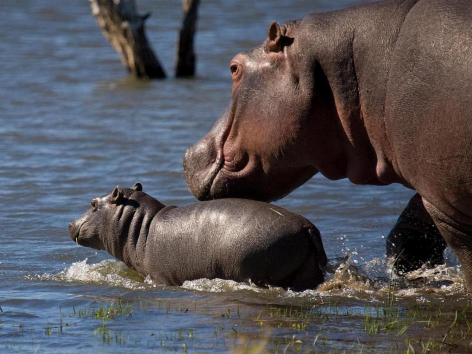 Mjejane River Lodge Mjejane Private Game Reserve Mpumalanga South Africa Hippo, Mammal, Animal, Herbivore