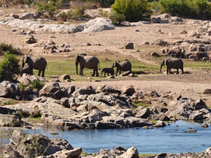 Mjejane River Lodge Mjejane Private Game Reserve Mpumalanga South Africa Animal