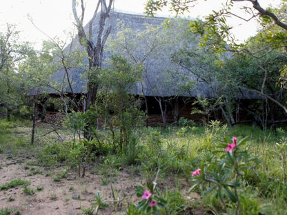 Mkhaya Game Reserve, Forest, Nature, Plant, Tree, Wood, River, Waters