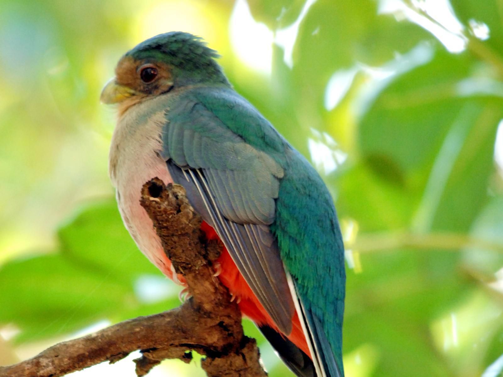 Mkhaya Game Reserve, Parrot, Bird, Animal