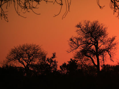 Mkhaya Game Reserve, Silhouette, Sky, Nature, Tree, Plant, Wood, Sunset