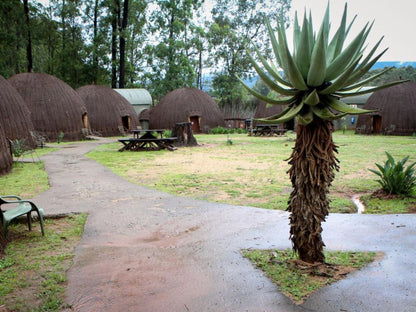 Mlilwane Game Sanctuary, Palm Tree, Plant, Nature, Wood, Pineapple, Fruit, Food