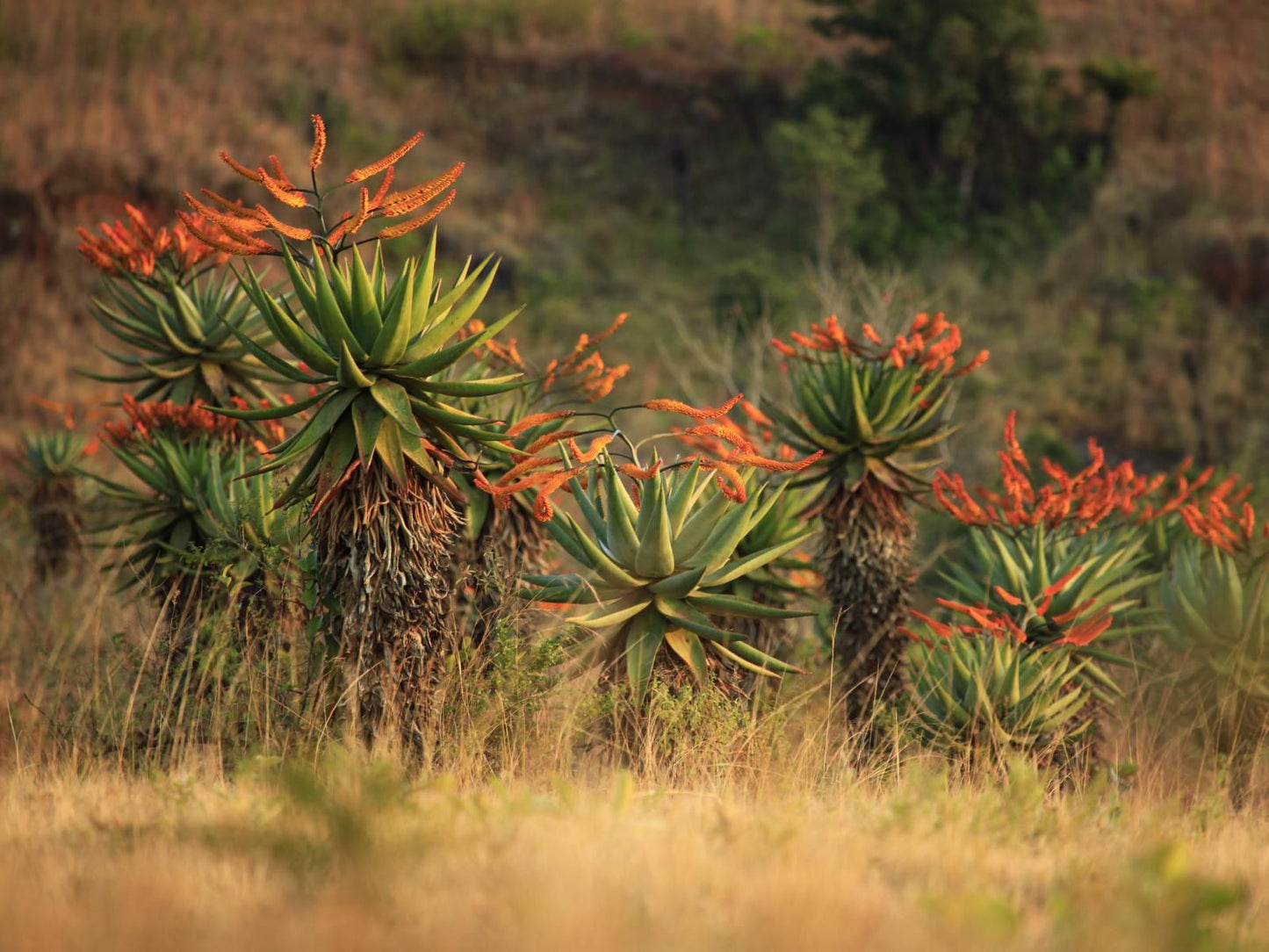 Mlilwane Game Sanctuary, Sepia Tones, Cactus, Plant, Nature