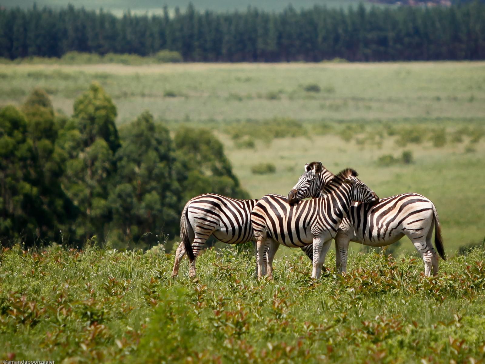 Mlilwane Game Sanctuary, Zebra, Mammal, Animal, Herbivore