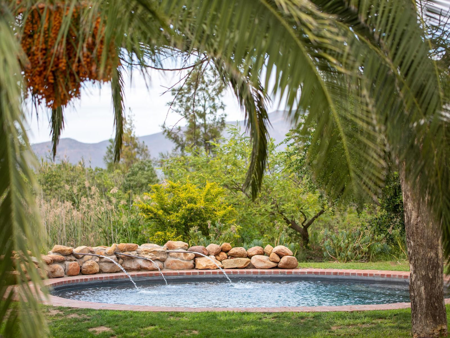 Mo And Rose At Soekershof Robertson Western Cape South Africa Palm Tree, Plant, Nature, Wood, Garden, Swimming Pool