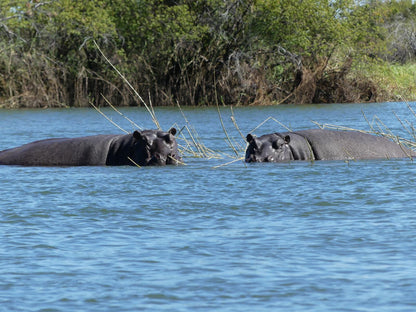 Mobola Island Lodge, Animal