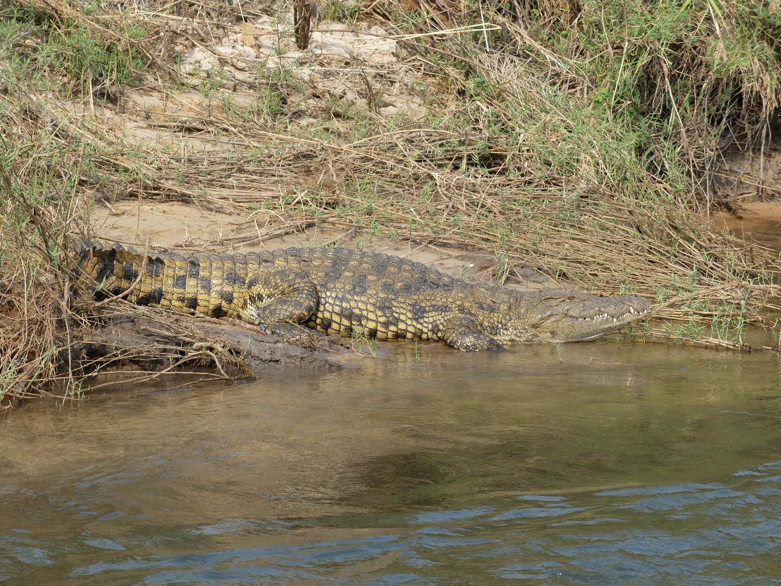 Mobola Island Lodge, Sepia Tones, Crocodile, Reptile, Animal, Predator, River, Nature, Waters