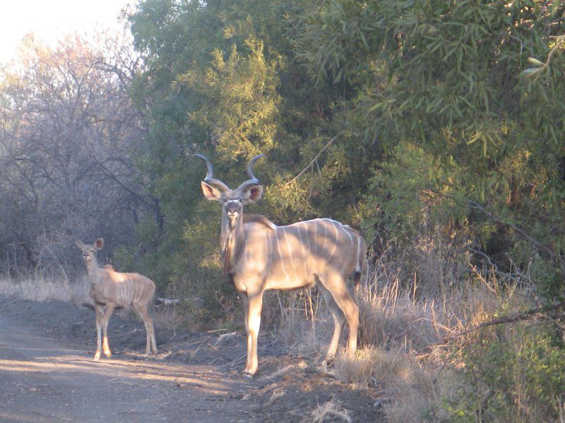 Modikgweng Lodge Sun City North West Province South Africa Unsaturated, Deer, Mammal, Animal, Herbivore