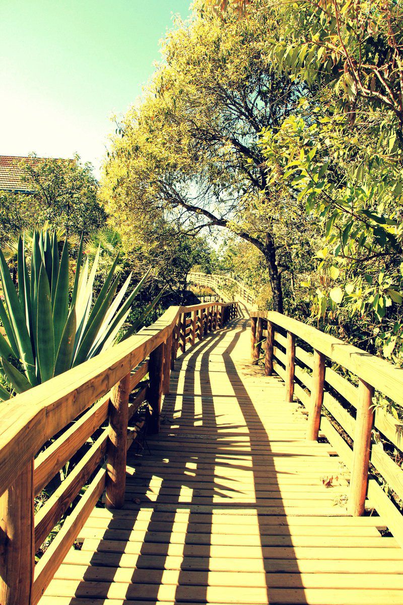 Mogodi Lodge Graskop Mpumalanga South Africa Plant, Nature, Leading Lines