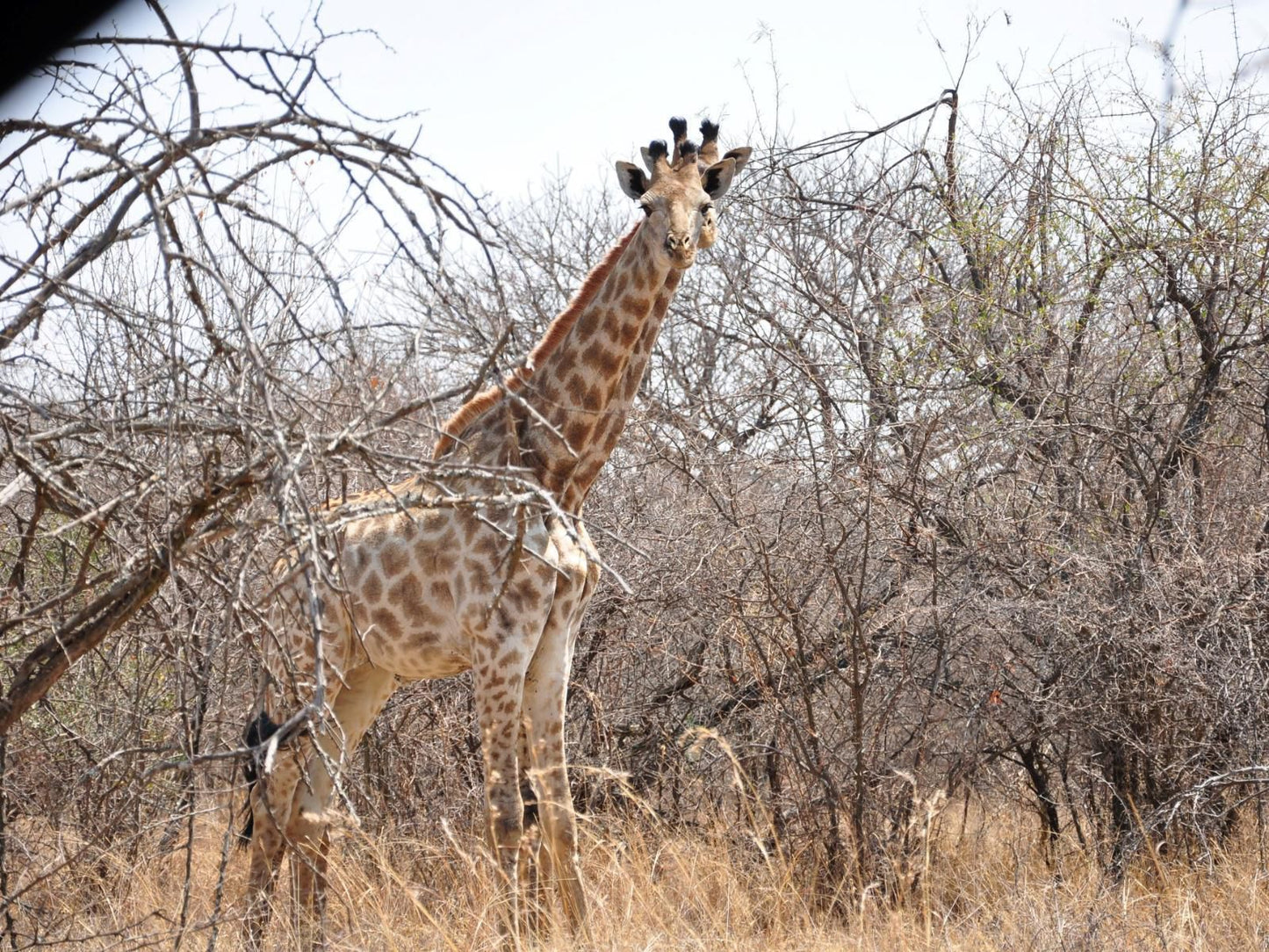 Mokuru Private Nature Reserve, Giraffe, Mammal, Animal, Herbivore